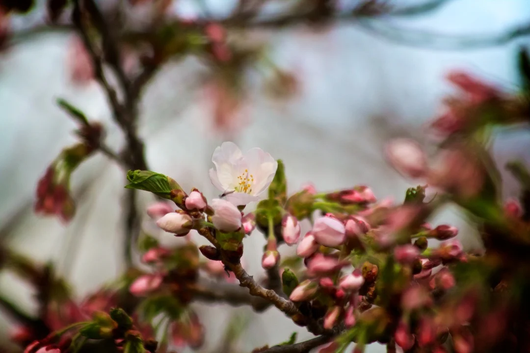First Sakura // Cherry Blossoms open up on April 30, 2013. www.SakuraInHighPark.com