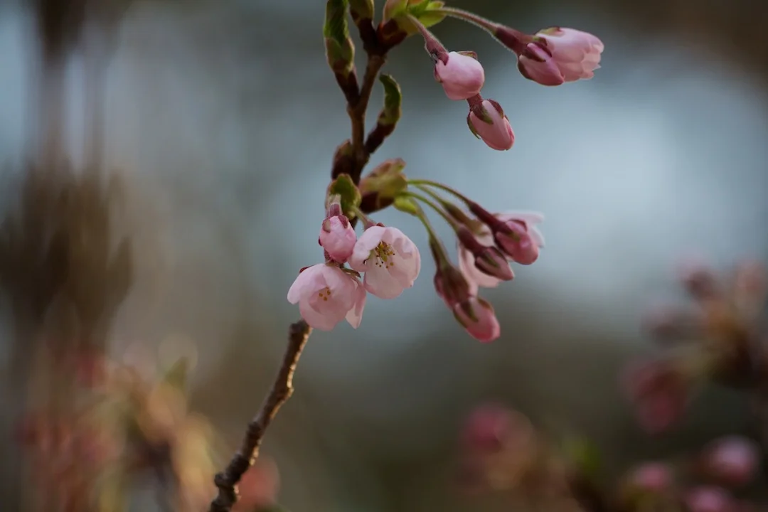 First Sakura // Cherry Blossoms open up on April 30, 2013. www.SakuraInHighPark.com