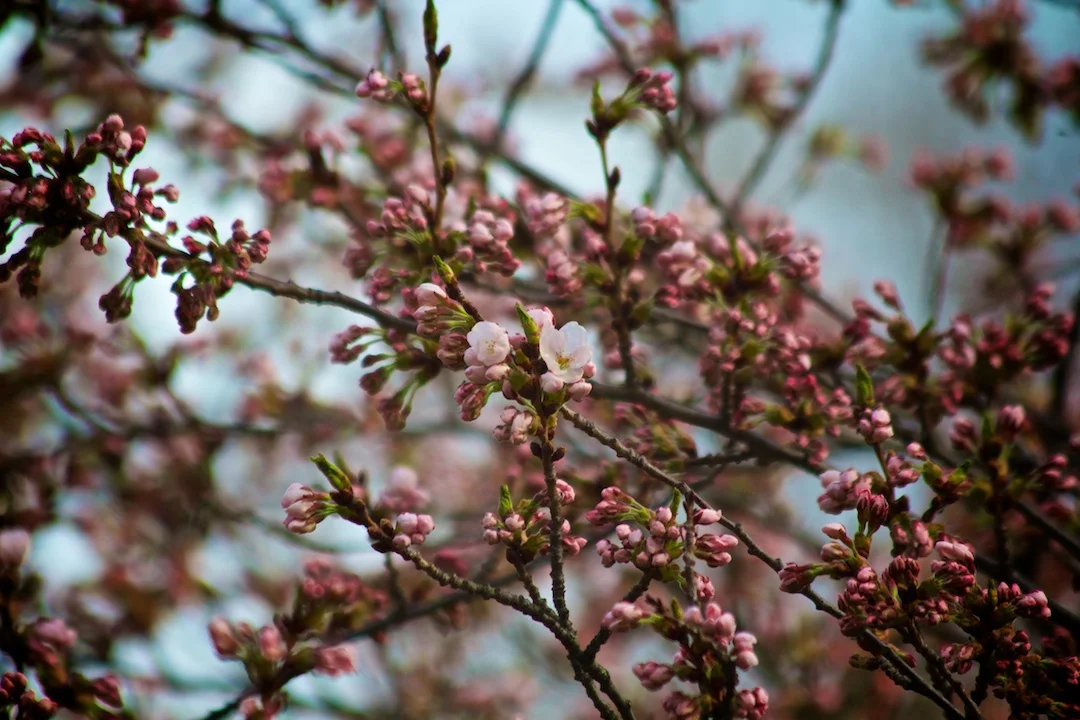 First Sakura // Cherry Blossoms open up on April 30, 2013. www.SakuraInHighPark.com