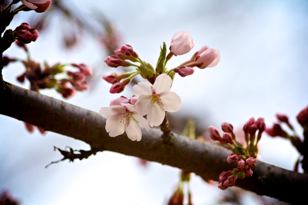First Sakura // Cherry Blossoms open up on April 30, 2013. www.SakuraInHighPark.com