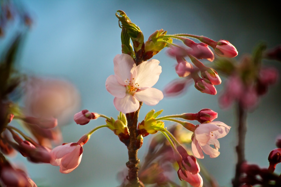  First Sakura // Cherry Blossoms open up on April 30, 2013. www.SakuraInHighPark.com 
