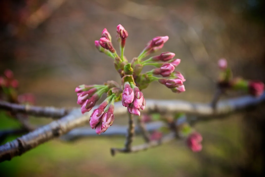First Sakura // Cherry Blossoms open up on April 30, 2013. www.SakuraInHighPark.com