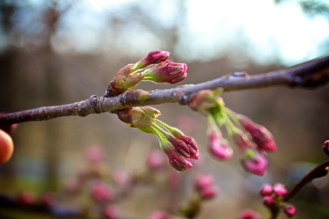 First Sakura // Cherry Blossoms open up on April 30, 2013. www.SakuraInHighPark.com