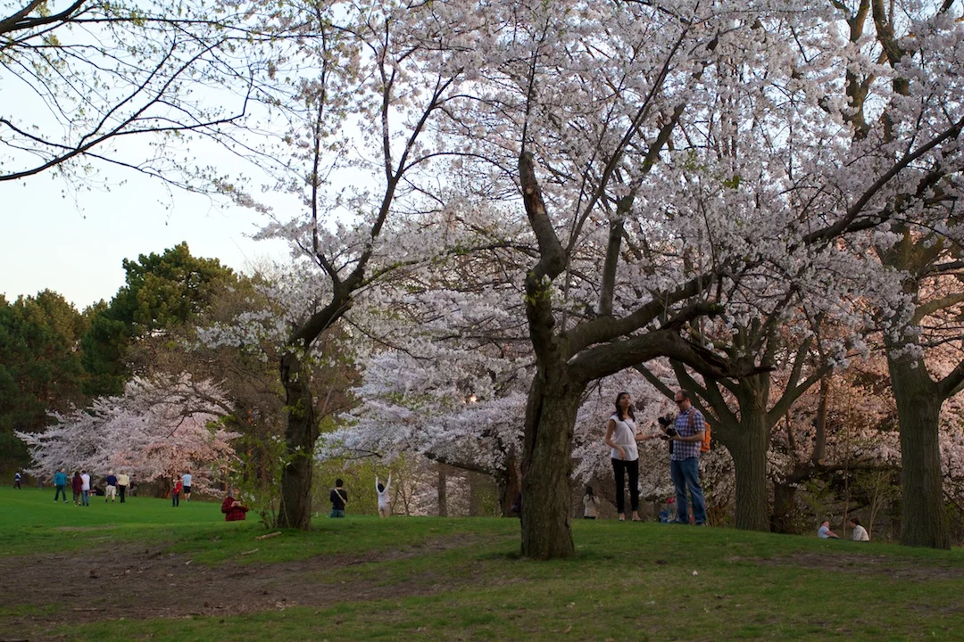 Sakura // Cherry Blossoms are at 70-80% near peak bloom on May 3, 2013. www.SakuraInHighPark.com ©Steven Joniak Photography