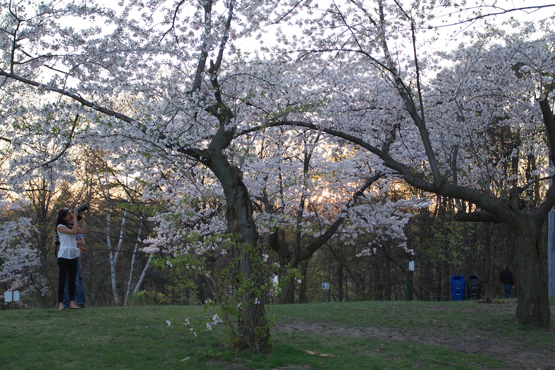 Sakura // Cherry Blossoms are at 70-80% near peak bloom on May 3, 2013. www.SakuraInHighPark.com ©Steven Joniak Photography