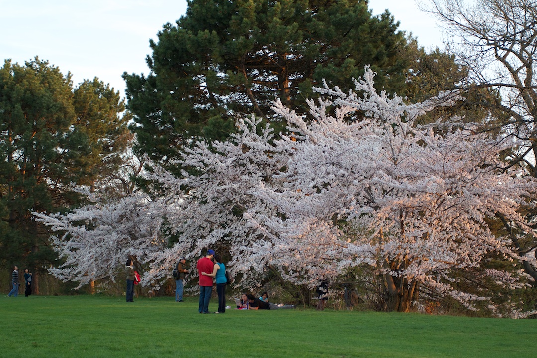 Sakura // Cherry Blossoms are at 70-80% near peak bloom on May 3, 2013. www.SakuraInHighPark.com ©Steven Joniak Photography
