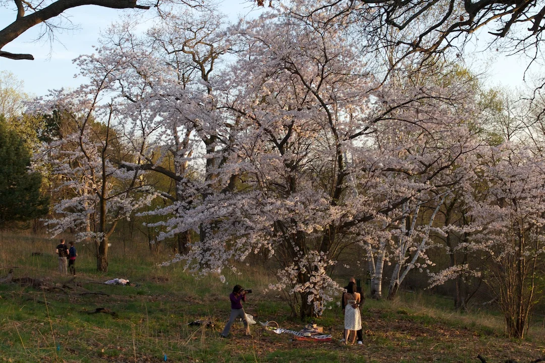 Sakura // Cherry Blossoms are at 70-80% near peak bloom on May 3, 2013. www.SakuraInHighPark.com ©Steven Joniak Photography
