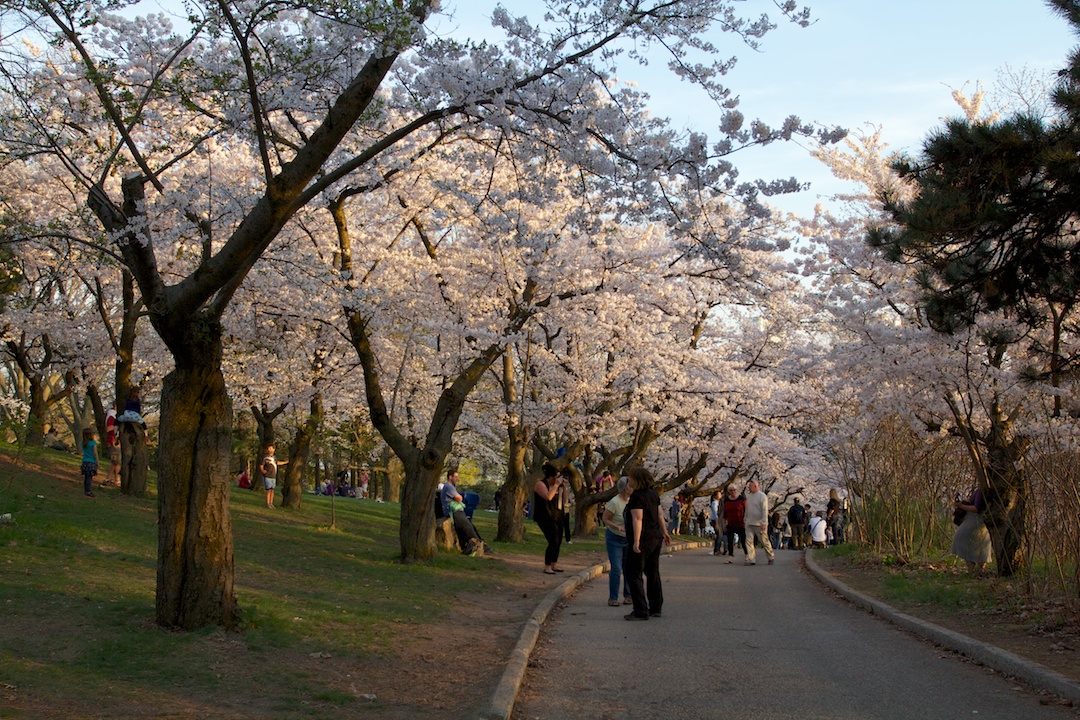 Sakura // Cherry Blossoms are at 70-80% near peak bloom on May 3, 2013. www.SakuraInHighPark.com ©Steven Joniak Photography