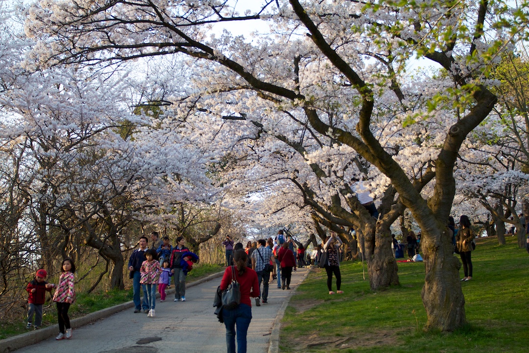 Sakura // Cherry Blossoms are at 70-80% near peak bloom on May 3, 2013. www.SakuraInHighPark.com ©Steven Joniak Photography