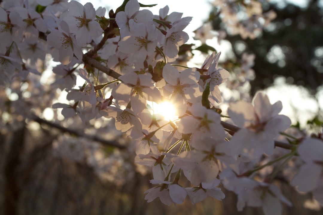  Sakura // Cherry Blossoms are at 70-80% near peak bloom on May 3, 2013. www.SakuraInHighPark.com ©Steven Joniak Photography 