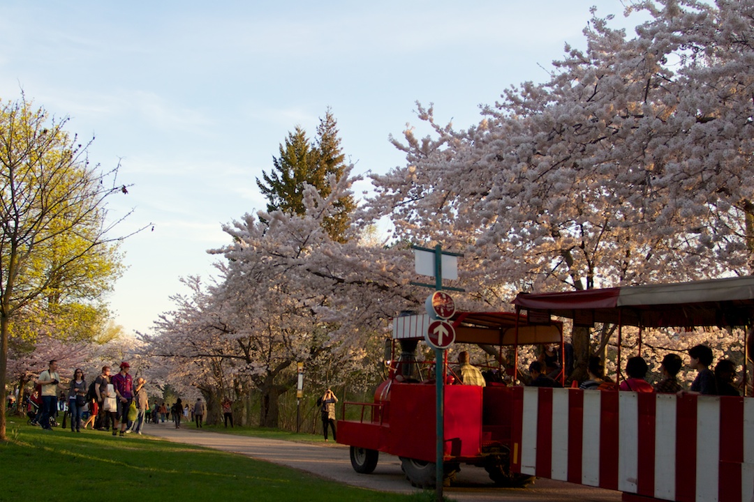 Sakura // Cherry Blossoms are at 70-80% near peak bloom on May 3, 2013. www.SakuraInHighPark.com ©Steven Joniak Photography