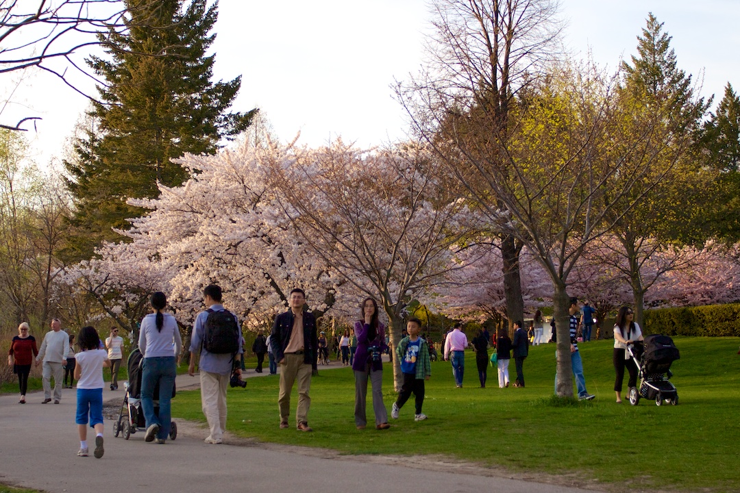 Sakura // Cherry Blossoms are at 70-80% near peak bloom on May 3, 2013. www.SakuraInHighPark.com ©Steven Joniak Photography