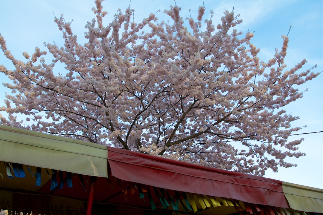  Sakura // Cherry Blossoms are at 70-80% near peak bloom on May 3, 2013. www.SakuraInHighPark.com ©Steven Joniak Photography 