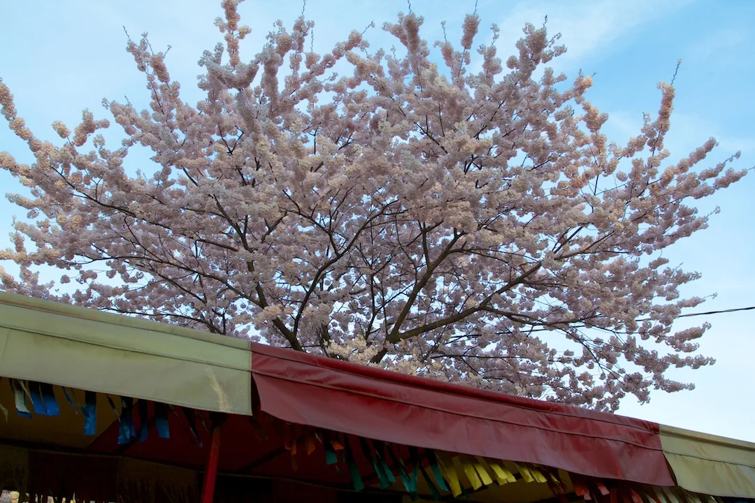 Sakura // Cherry Blossoms are at 70-80% near peak bloom on May 3, 2013. www.SakuraInHighPark.com ©Steven Joniak Photography