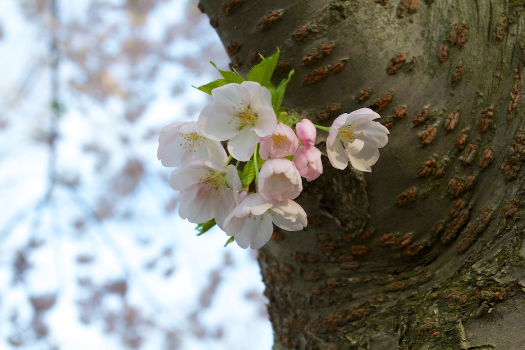 Sakura // Cherry Blossoms are at 70-80% near peak bloom on May 3, 2013. www.SakuraInHighPark.com ©Steven Joniak Photography