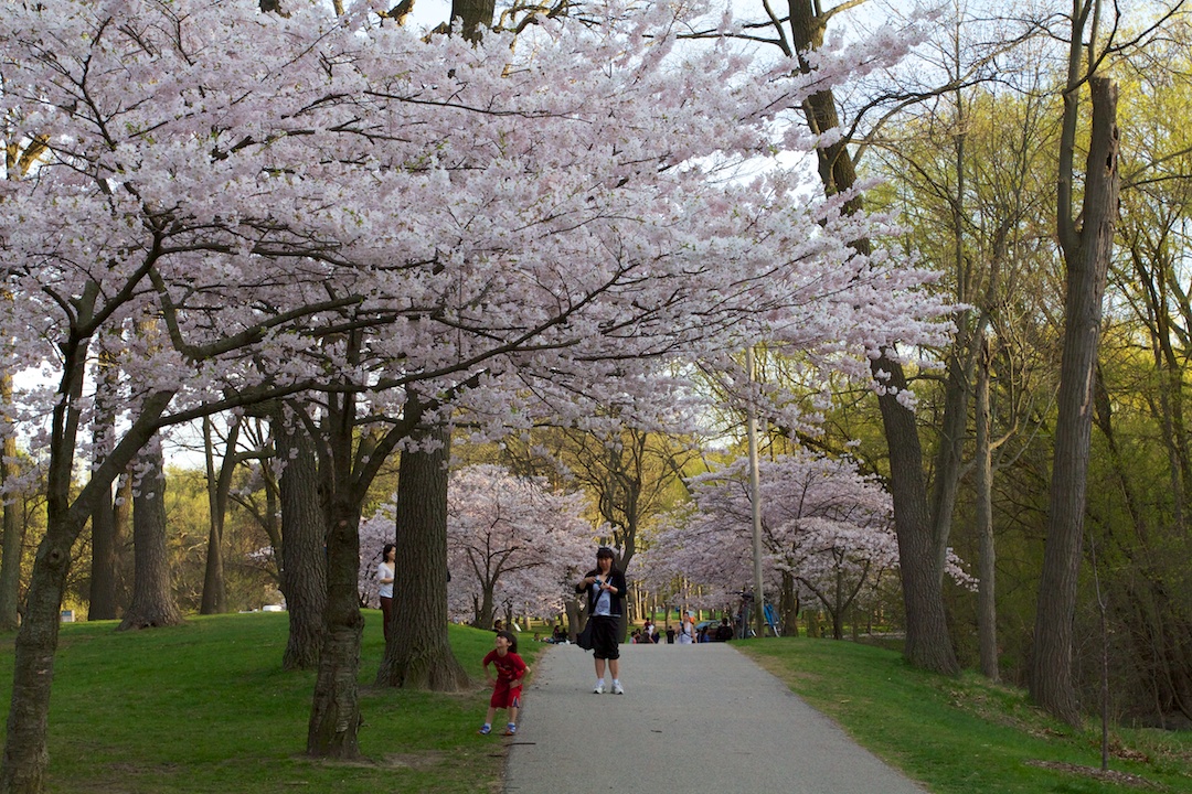 Sakura // Cherry Blossoms are at 70-80% near peak bloom on May 3, 2013. www.SakuraInHighPark.com ©Steven Joniak Photography