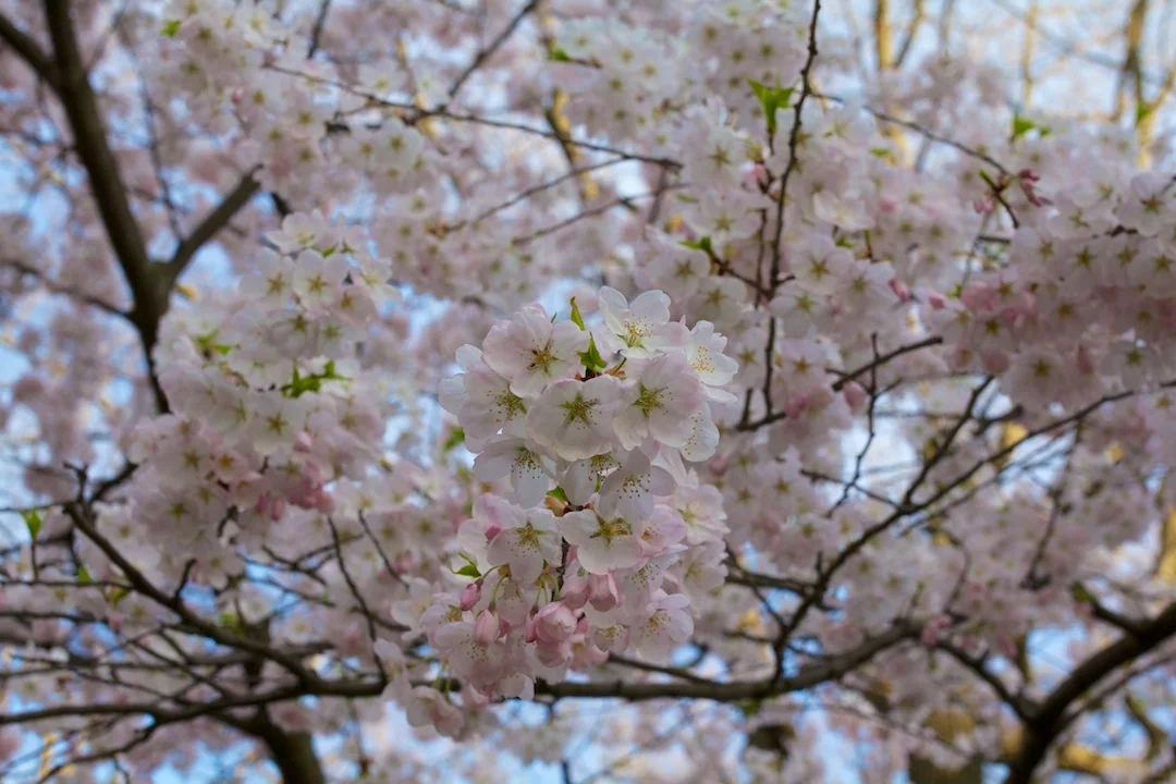 Sakura // Cherry Blossoms are at 70-80% near peak bloom on May 3, 2013. www.SakuraInHighPark.com ©Steven Joniak Photography