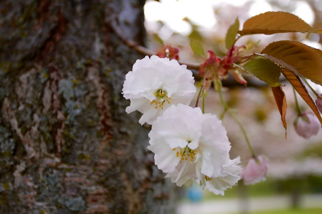 Late blooming Akebono and Fugenzo variation of Sakura blossoms in High Park taken May 15, 2013. www.SakuraInHighPark.com ©Steven Joniak Photography