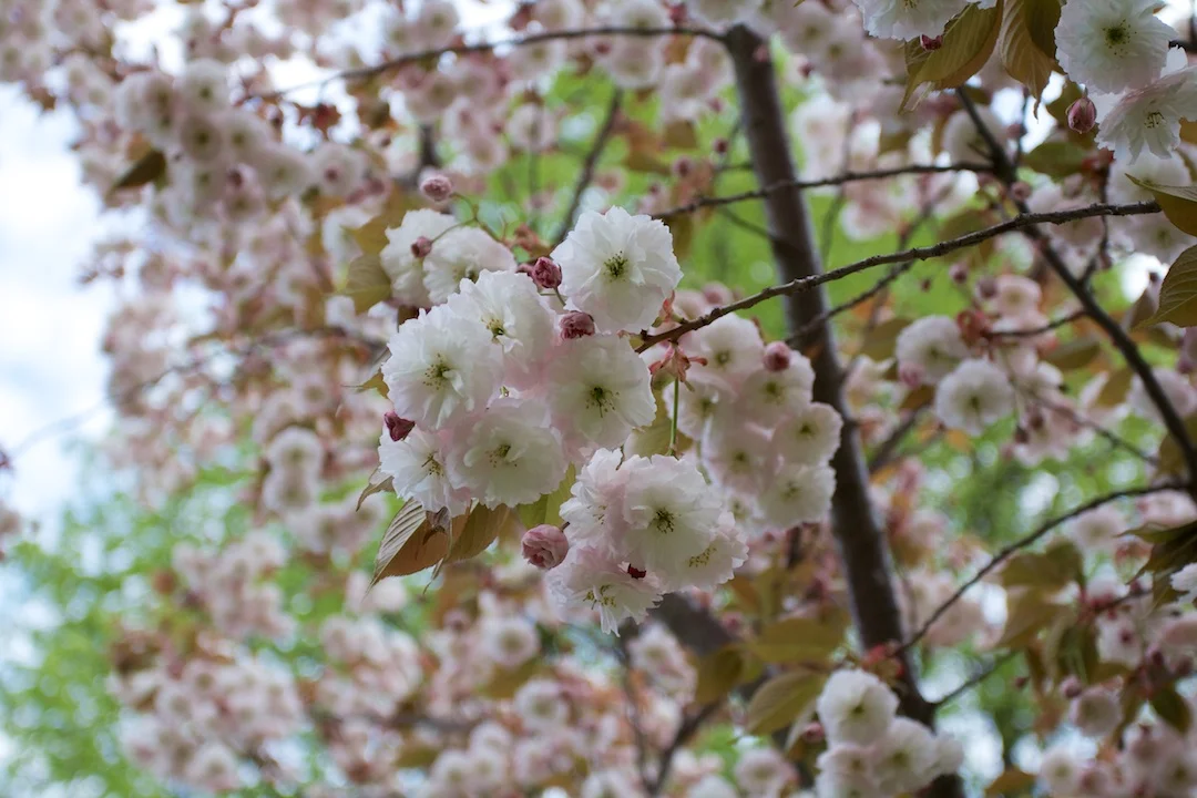 Late blooming Akebono and Fugenzo variation of Sakura blossoms in High Park taken May 15, 2013. www.SakuraInHighPark.com ©Steven Joniak Photography