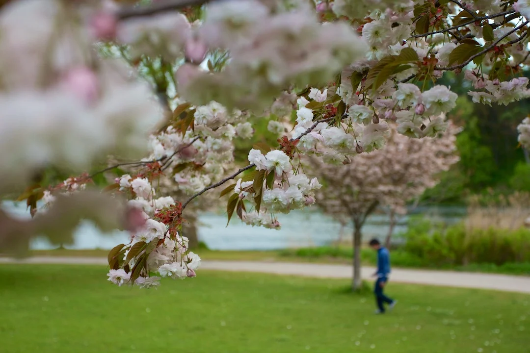 Late blooming Akebono and Fugenzo variation of Sakura blossoms in High Park taken May 15, 2013. www.SakuraInHighPark.com ©Steven Joniak Photography