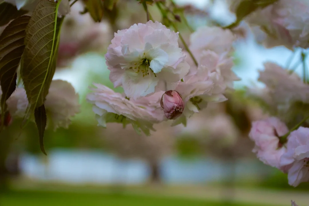 Late blooming Akebono and Fugenzo variation of Sakura blossoms in High Park taken May 15, 2013. www.SakuraInHighPark.com ©Steven Joniak Photography