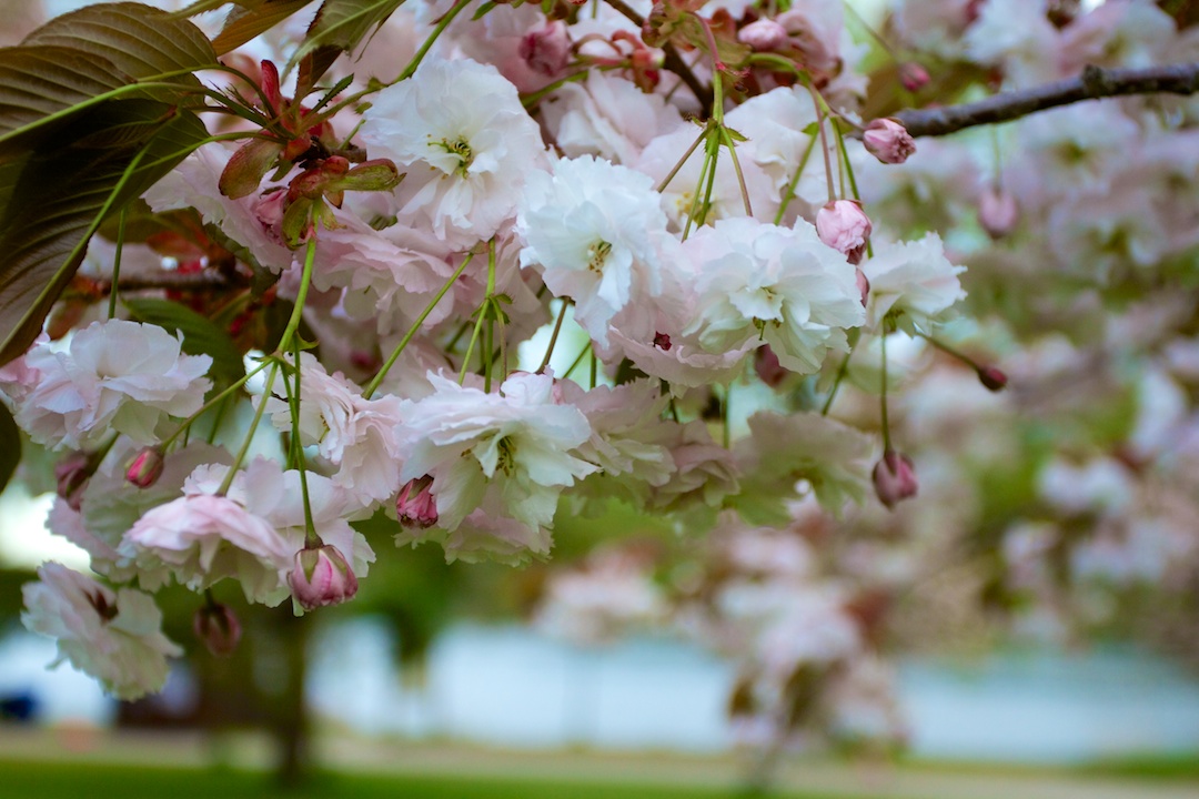 Late blooming Akebono and Fugenzo variation of Sakura blossoms in High Park taken May 15, 2013. www.SakuraInHighPark.com ©Steven Joniak Photography