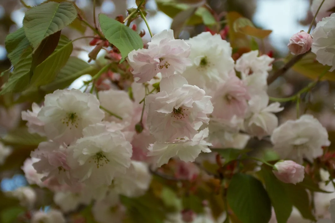 Late blooming Akebono and Fugenzo variation of Sakura blossoms in High Park taken May 15, 2013. www.SakuraInHighPark.com ©Steven Joniak Photography