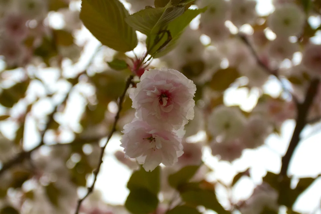 Late blooming Akebono and Fugenzo variation of Sakura blossoms in High Park taken May 15, 2013. www.SakuraInHighPark.com ©Steven Joniak Photography