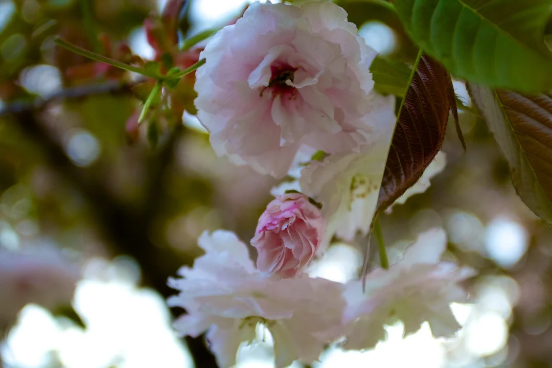 Late blooming Akebono and Fugenzo variation of Sakura blossoms in High Park taken May 15, 2013. www.SakuraInHighPark.com ©Steven Joniak Photography