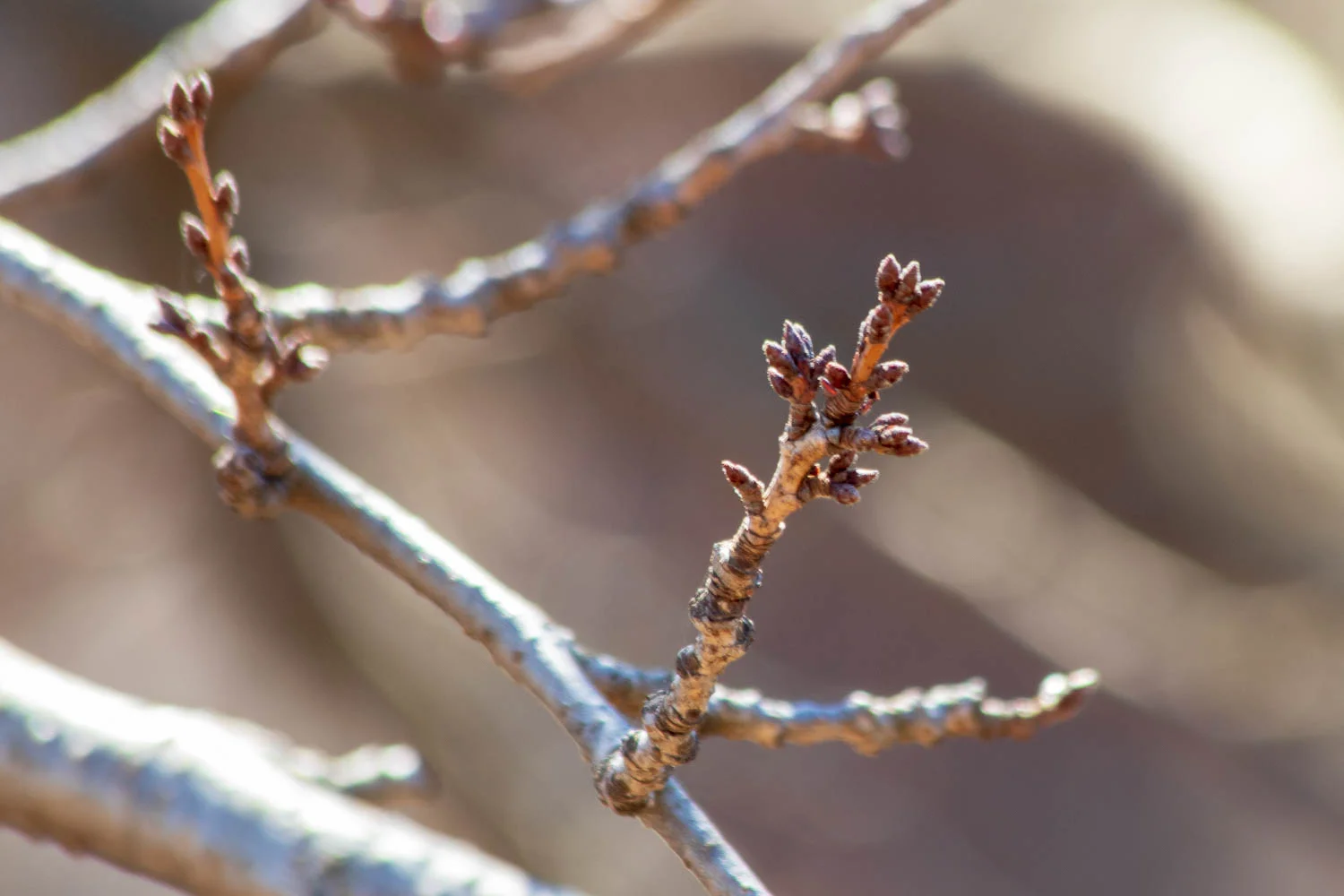 sakura watch march 26-2019-4.jpg