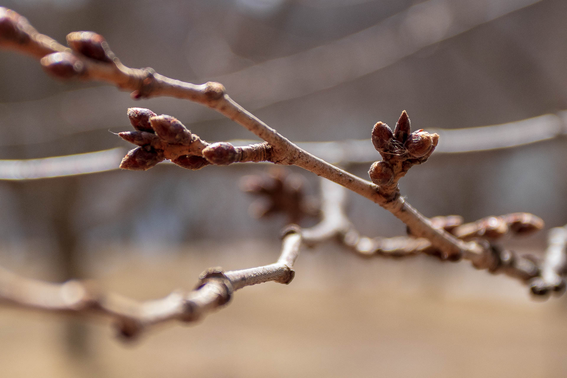 Sakura Watch - April 3, 2019-25.jpg
