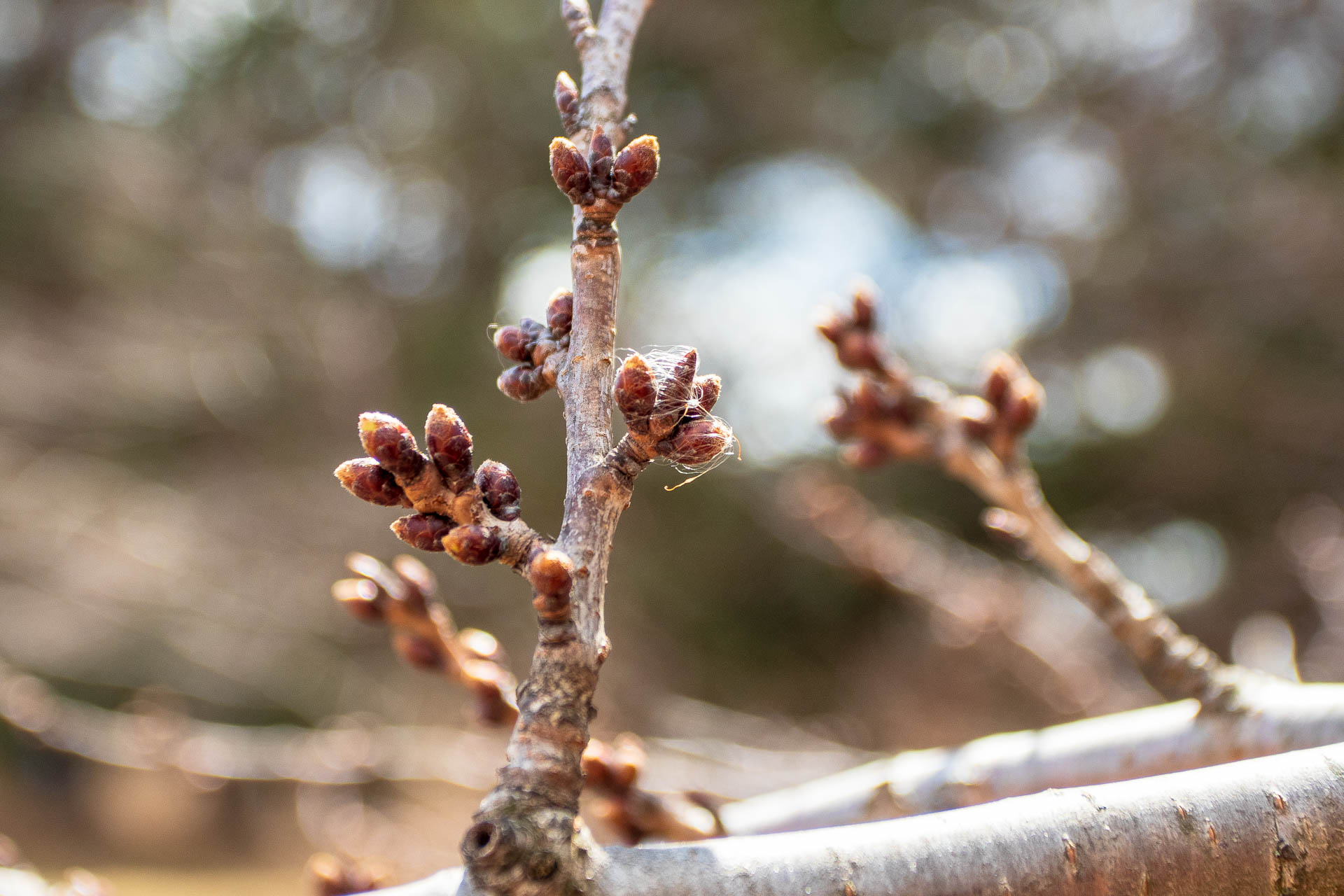 Sakura Watch - April 3, 2019-11.jpg