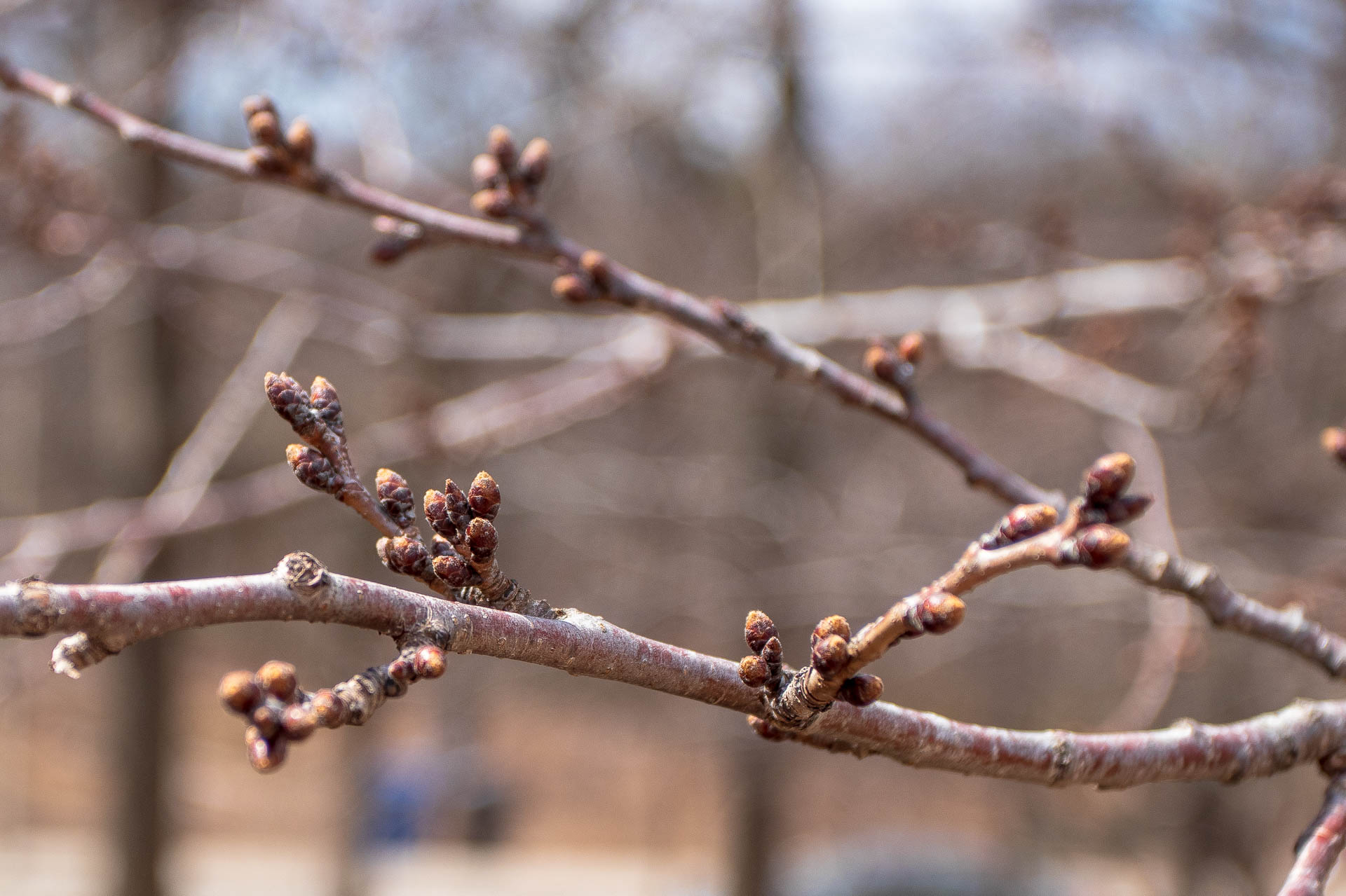 Sakura Watch - April 3, 2019-19.jpg