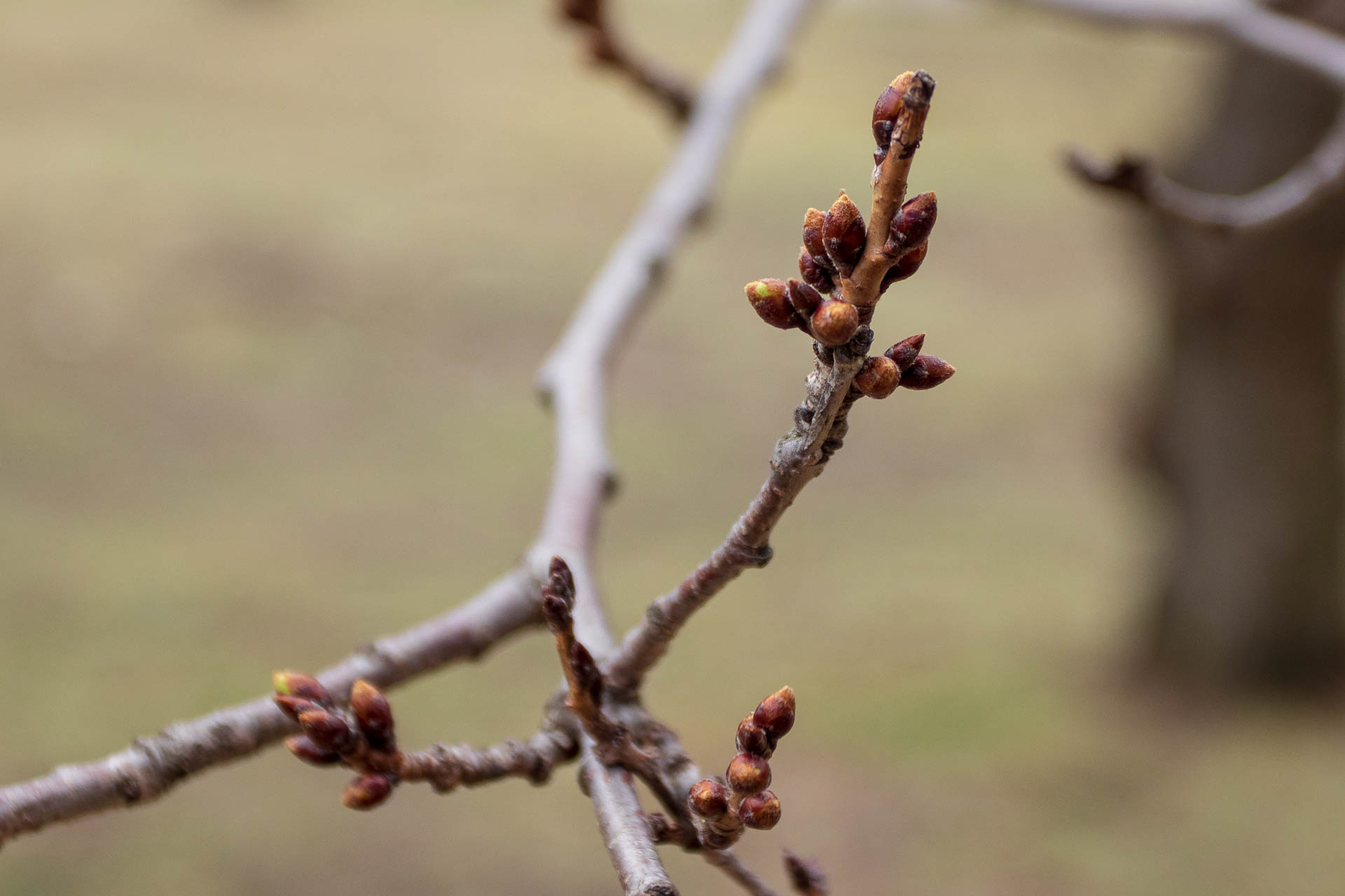 sakura watch april 9-2019-49.jpg