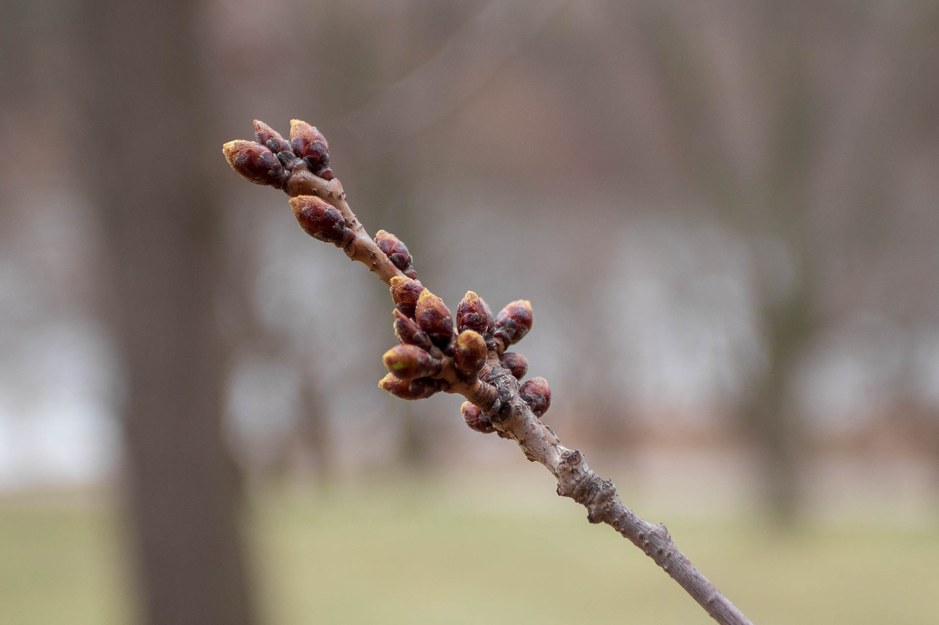sakura watch april 9-2019-56.jpg