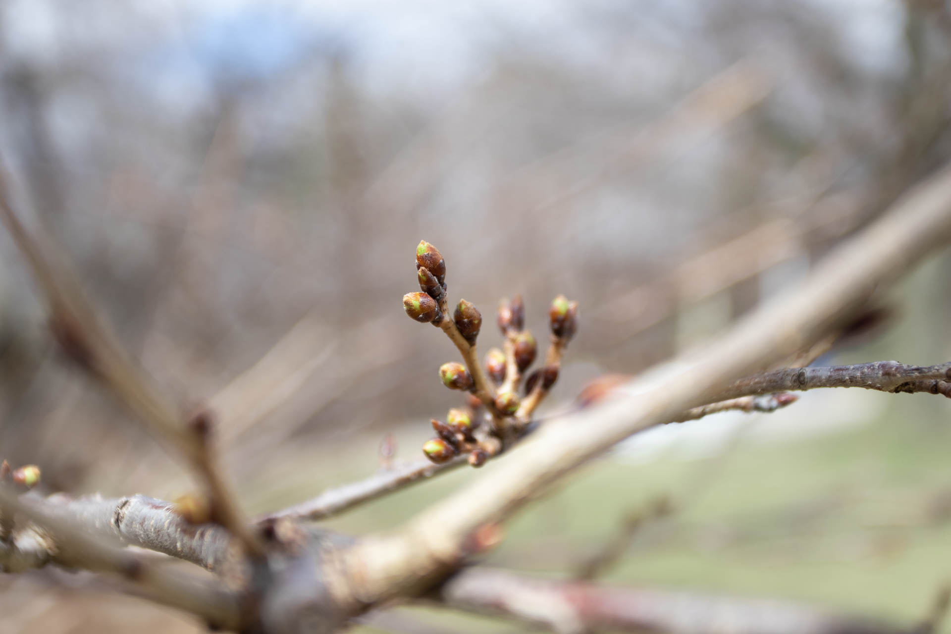 sakura watch april 9-2019-21.jpg
