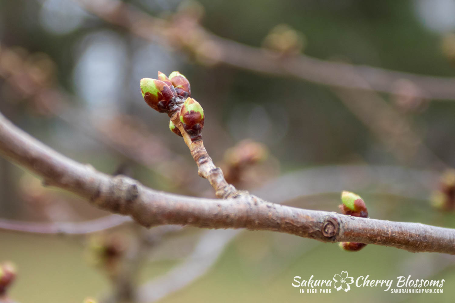 Sakura Watch April 16-2019-31.jpg