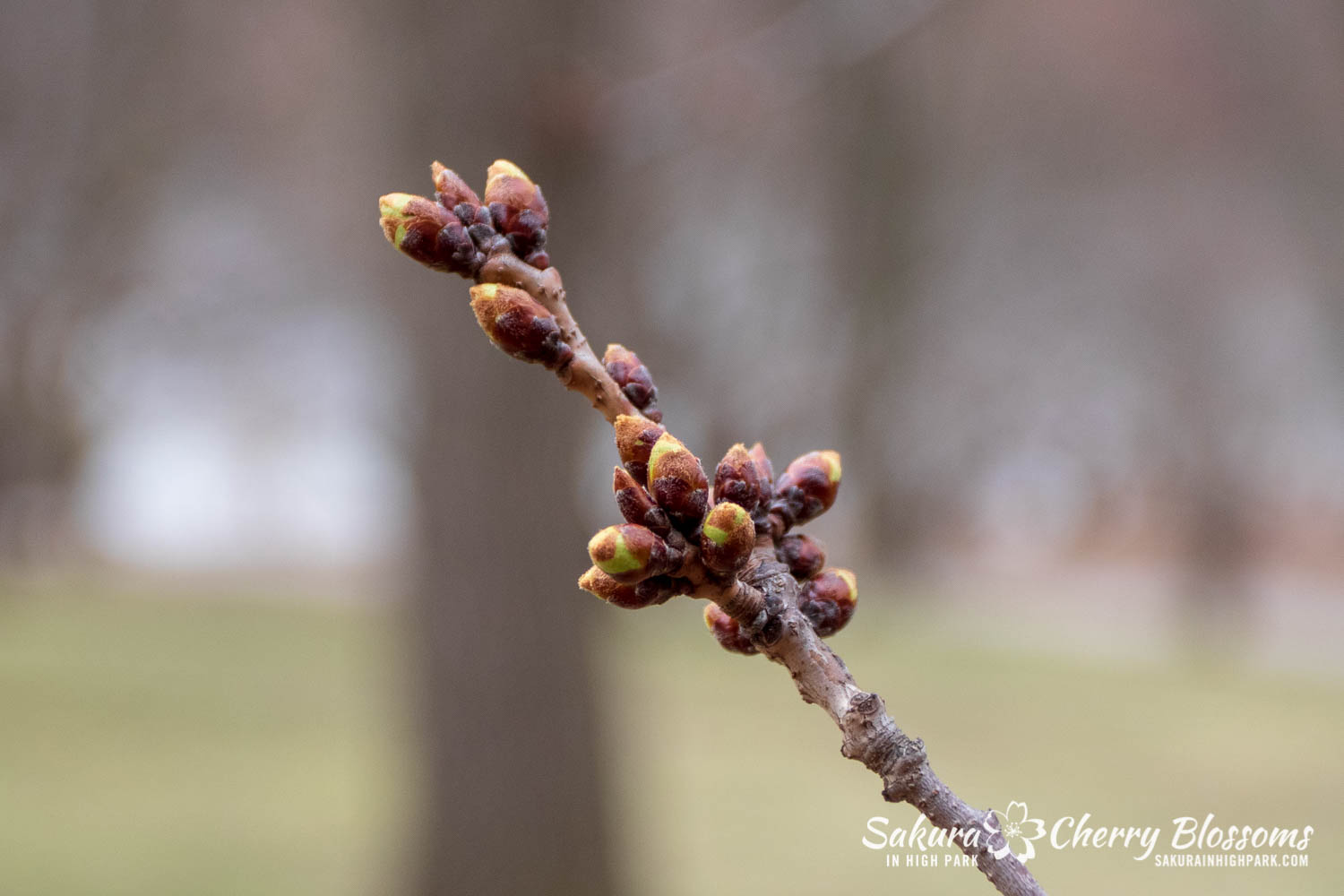 Sakura Watch April 16-2019-34.jpg