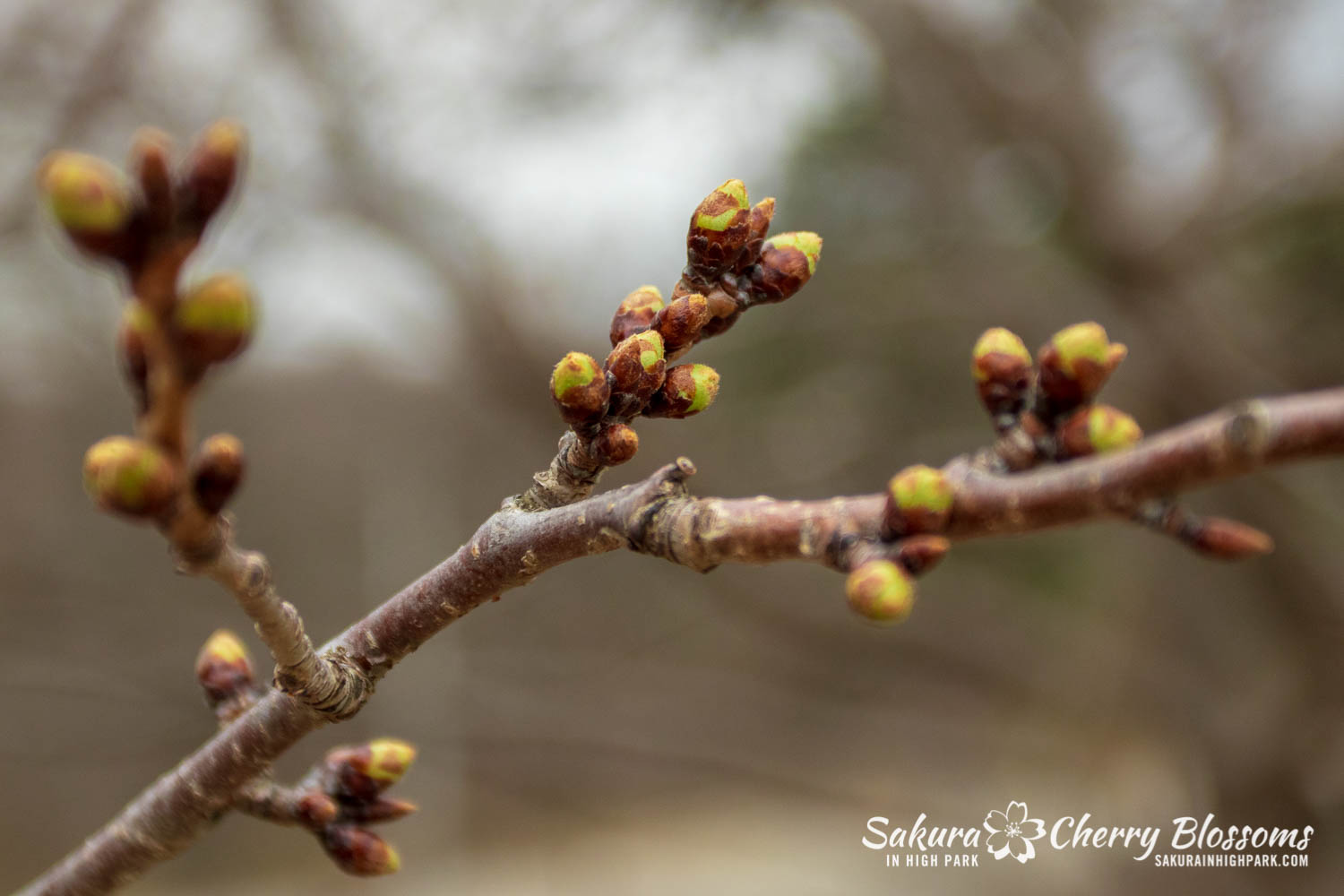 Sakura Watch April 16-2019-16.jpg