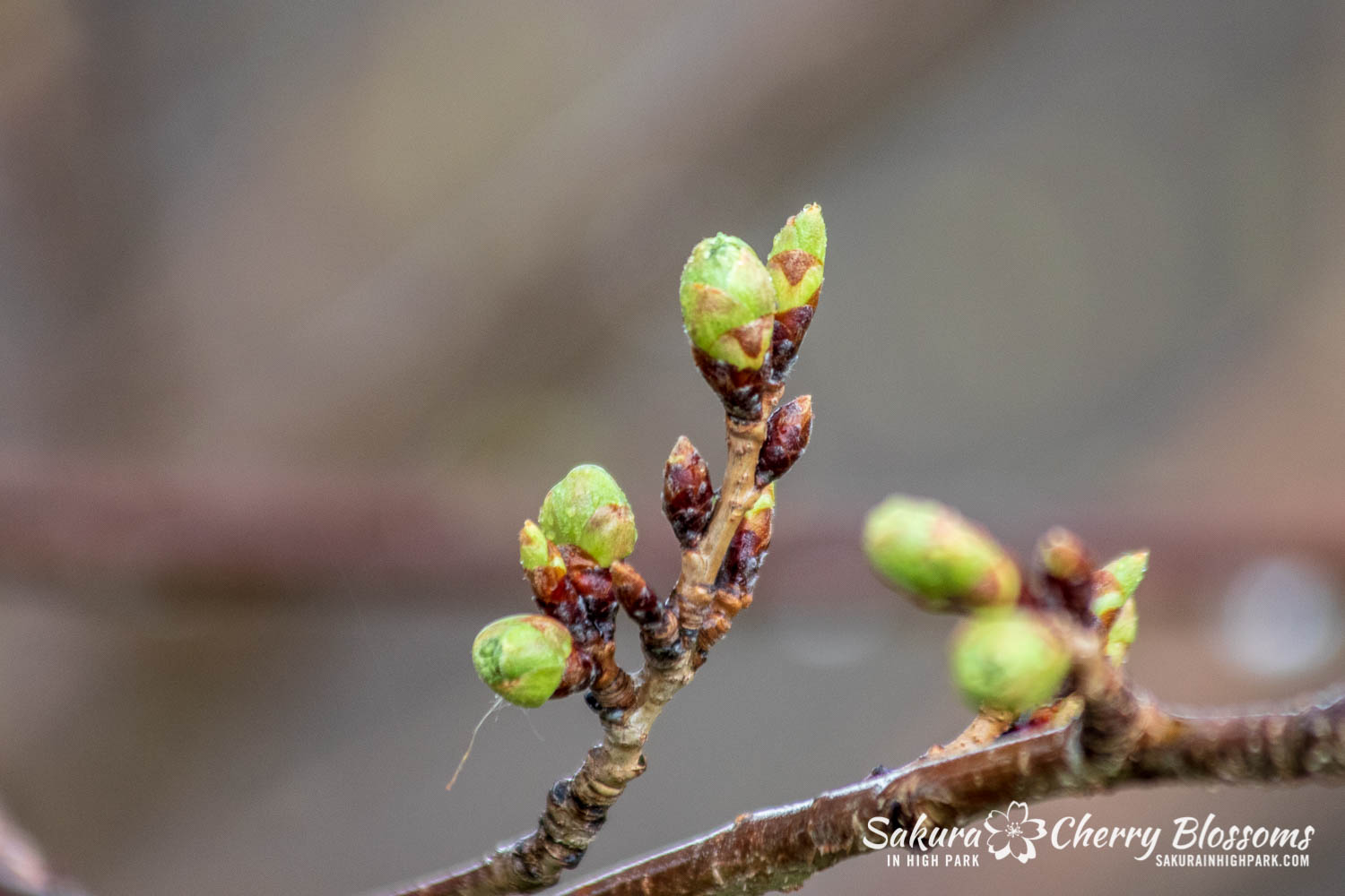sakura watch April 23-2019-57.jpg