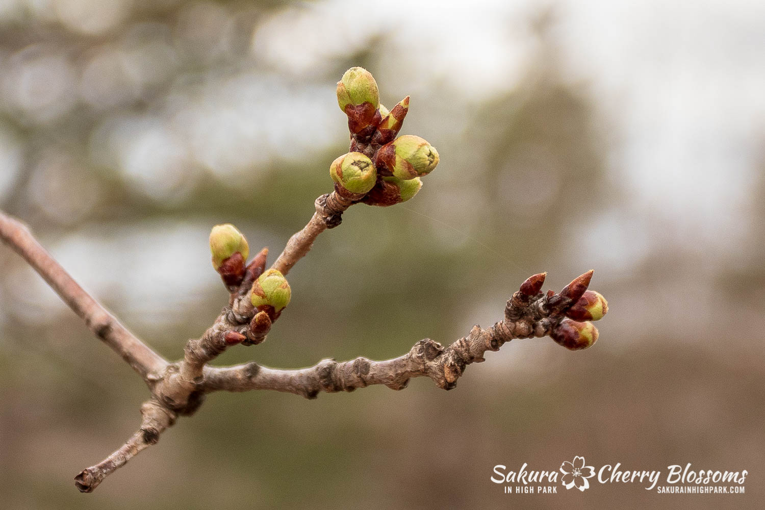 sakura watch April 23-2019-12.jpg