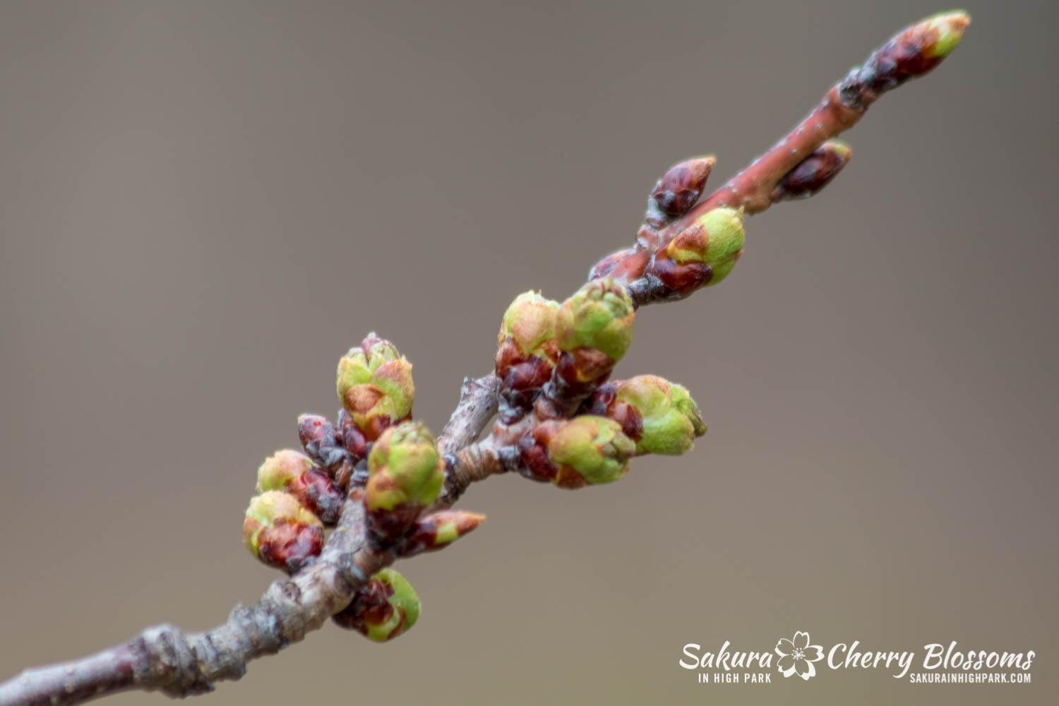 sakura watch April 26-2019-48.jpg