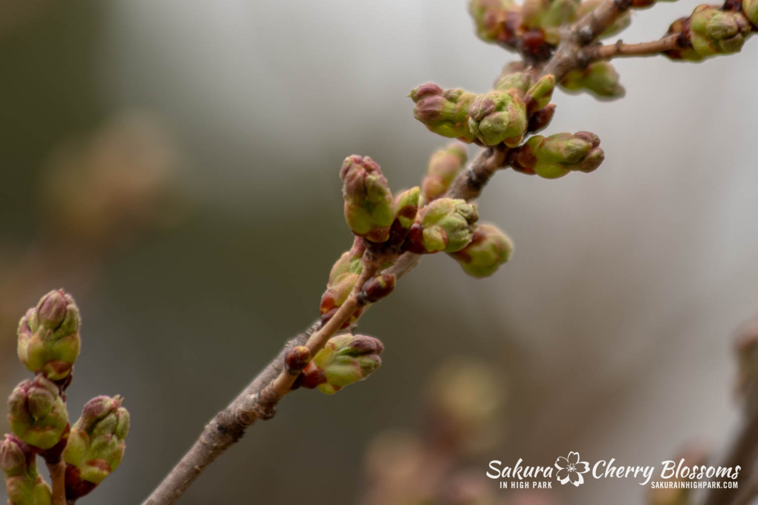 sakura watch April 26-2019-40.jpg