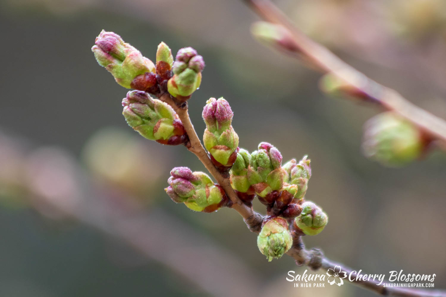 sakura watch April 26-2019-26.jpg
