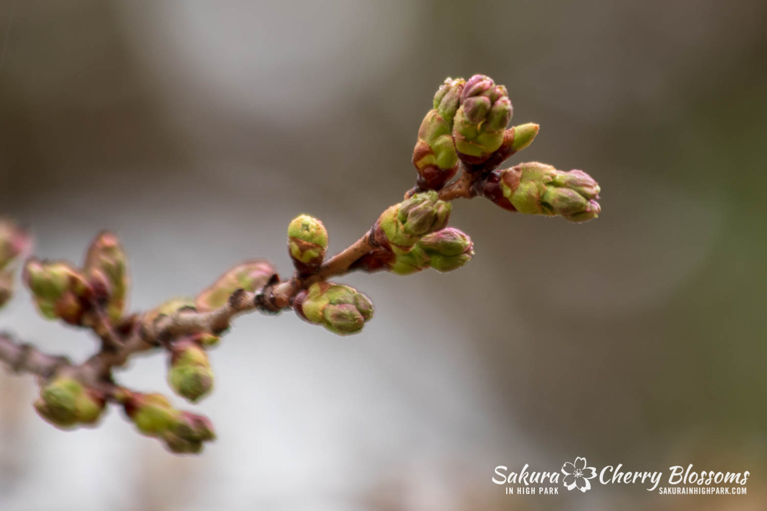 sakura watch April 26-2019-9.jpg