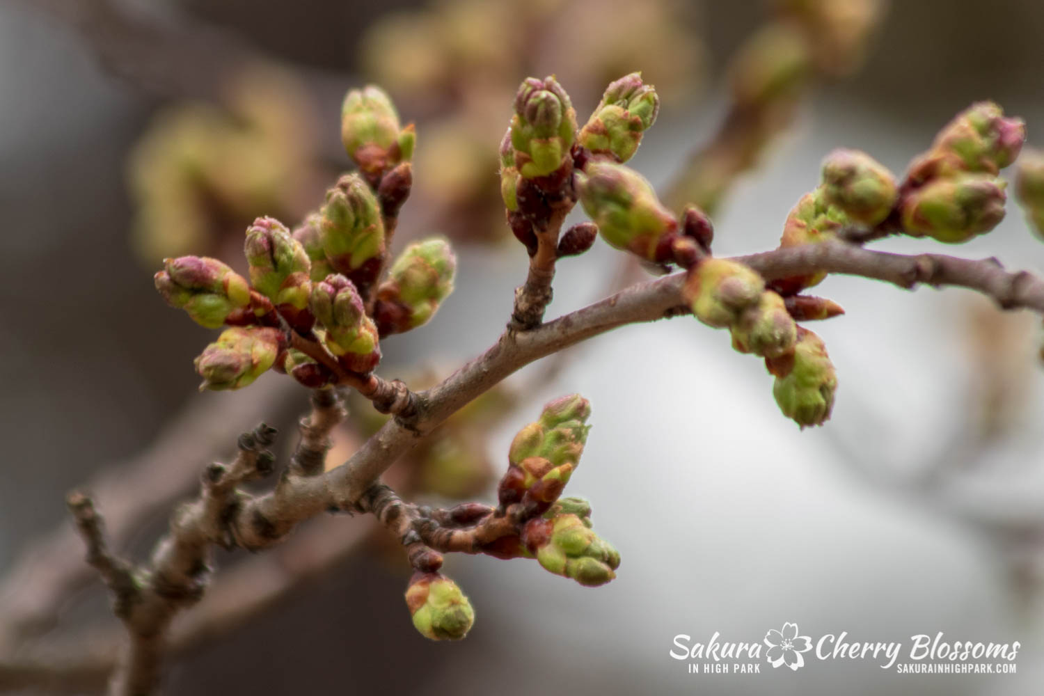 sakura watch April 26-2019-13.jpg