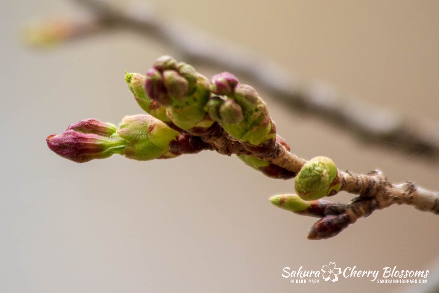 sakura watch April 29-2019-90.jpg