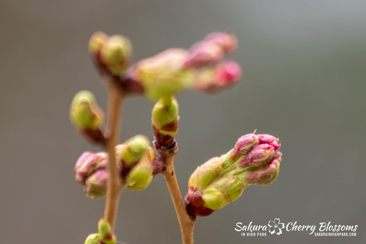 sakura watch April 29-2019-65.jpg