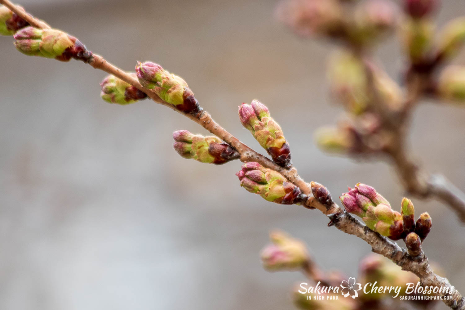 sakura watch April 29-2019-55.jpg