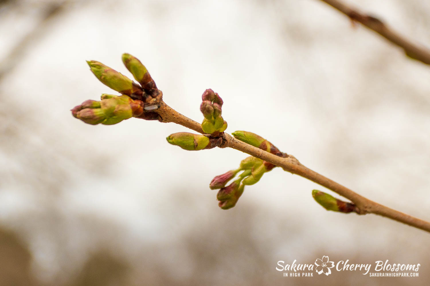 sakura watch April 29-2019-4.jpg